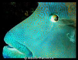 GAVINO!!!!
Rotana-s resident  Napoleon wrasse by Adolfo Maciocco 